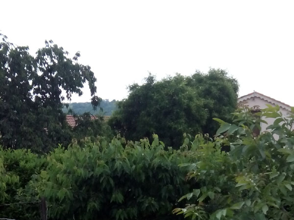 arbre en Mai